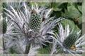 F25 panicaut chardon bleu de Mr Malbec 